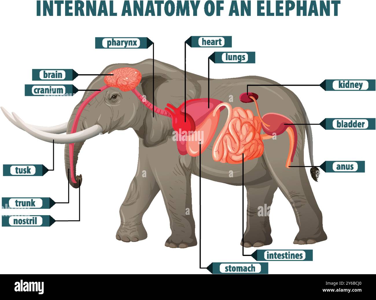 Elephant Anatomy Banque D images Vectorielles Alamy