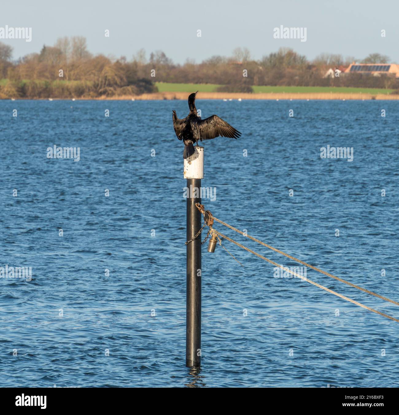 Cormorant vu sur un bûcher près de Maasholm, une municipalité du Schleswig-Holstein, dans le nord de l'Allemagne Banque D'Images