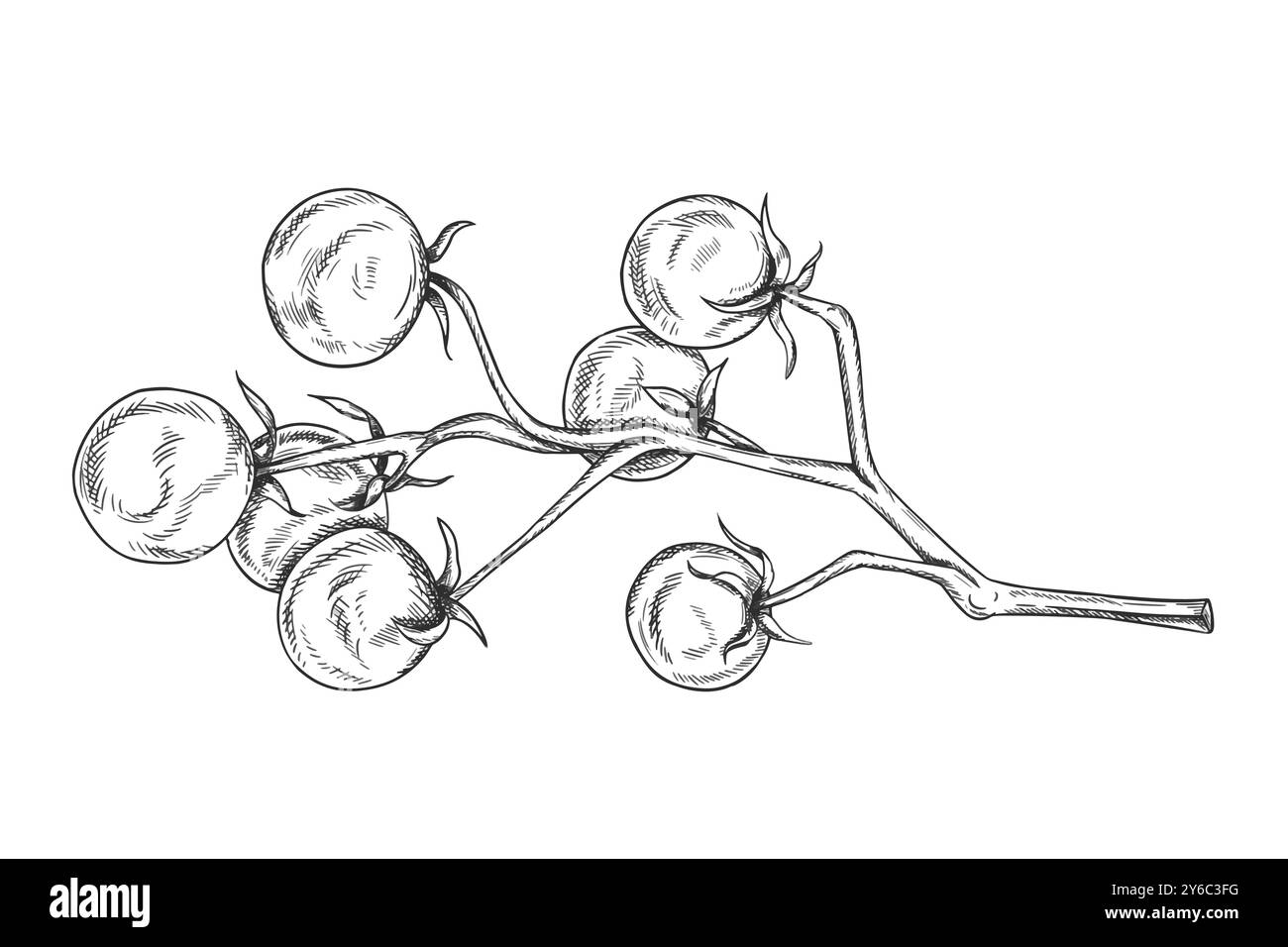 Illustration vectorielle de brin de tomates cerises. Légumes biologiques, récolte saine. Ingrédients pour la cuisine, produits agricoles. Illustration dessinée à la main Illustration de Vecteur