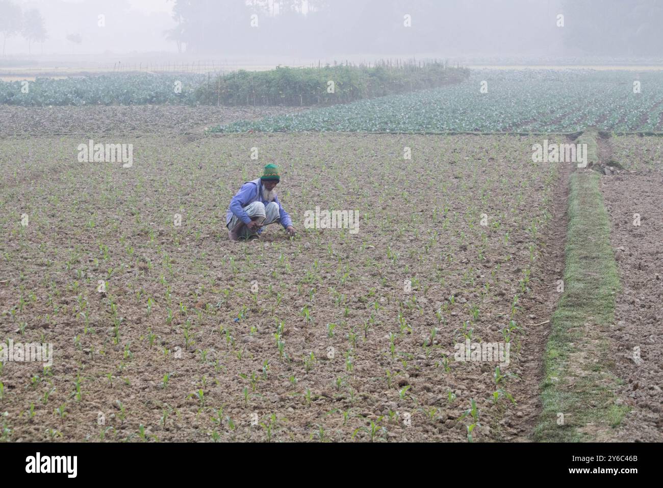 Debidwar, Bangladesh-6 février 2024 : chou-fleur biologique frais la plante de légumes crus du Bangladesh, exposée à la vente dans le cumilla du marché. Banque D'Images