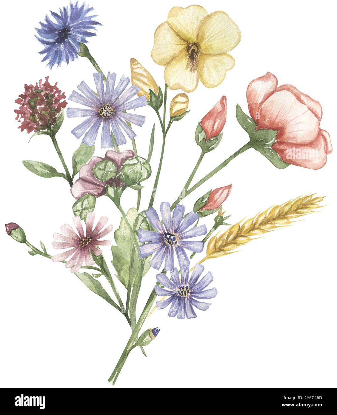 Dessins de fleurs sauvages à l'aquarelle - Canada
