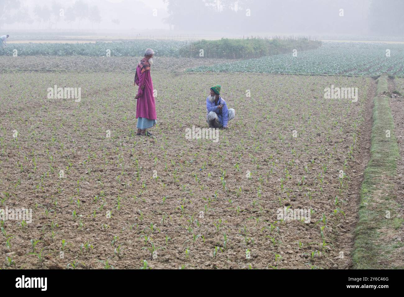 Debidwar, Bangladesh-6 février 2024 : chou-fleur biologique frais la plante de légumes crus du Bangladesh, exposée à la vente dans le cumilla du marché. Banque D'Images