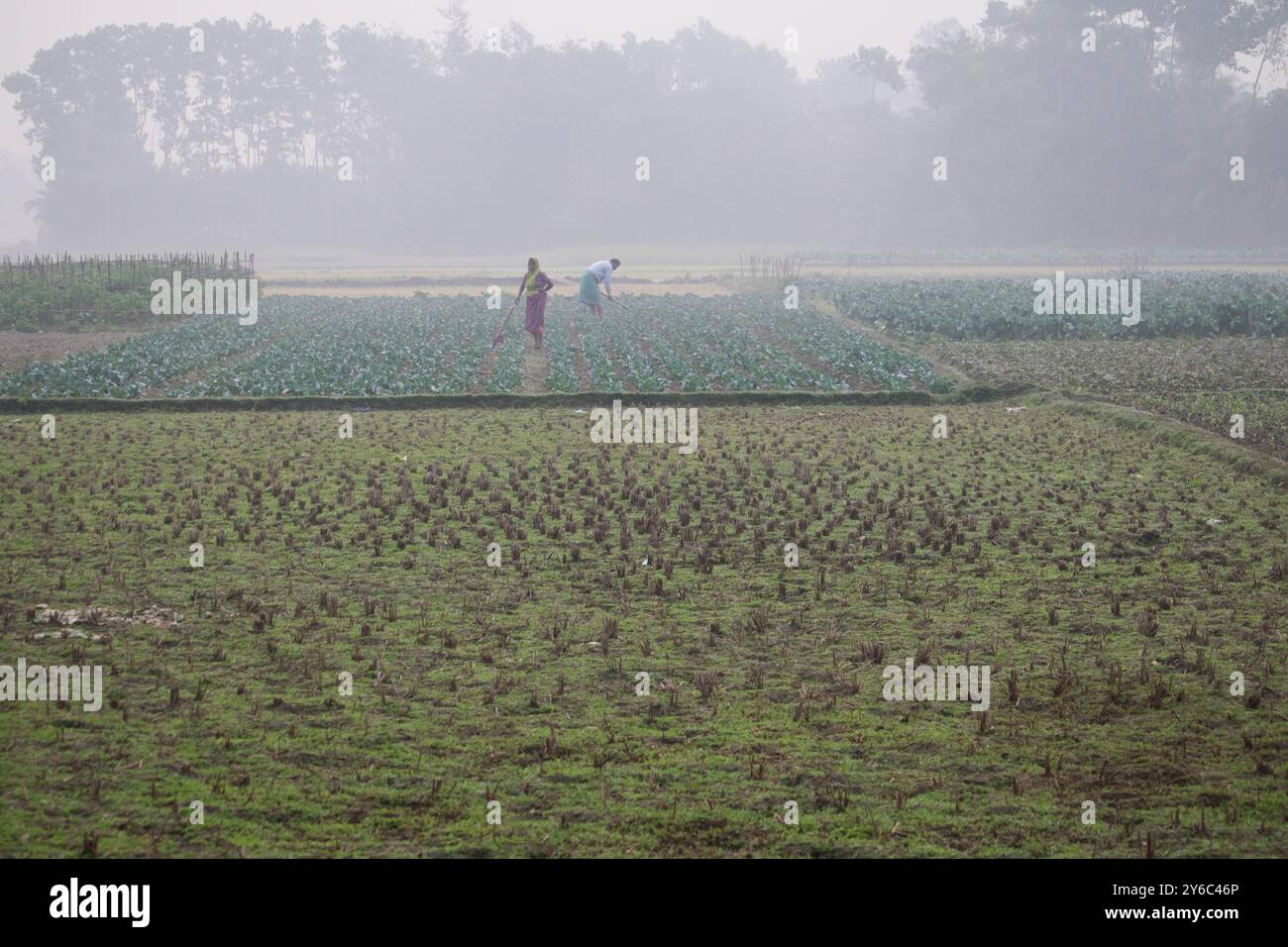 Debidwar, Bangladesh-6 février 2024 : chou-fleur biologique frais la plante de légumes crus du Bangladesh, exposée à la vente dans le cumilla du marché. Banque D'Images