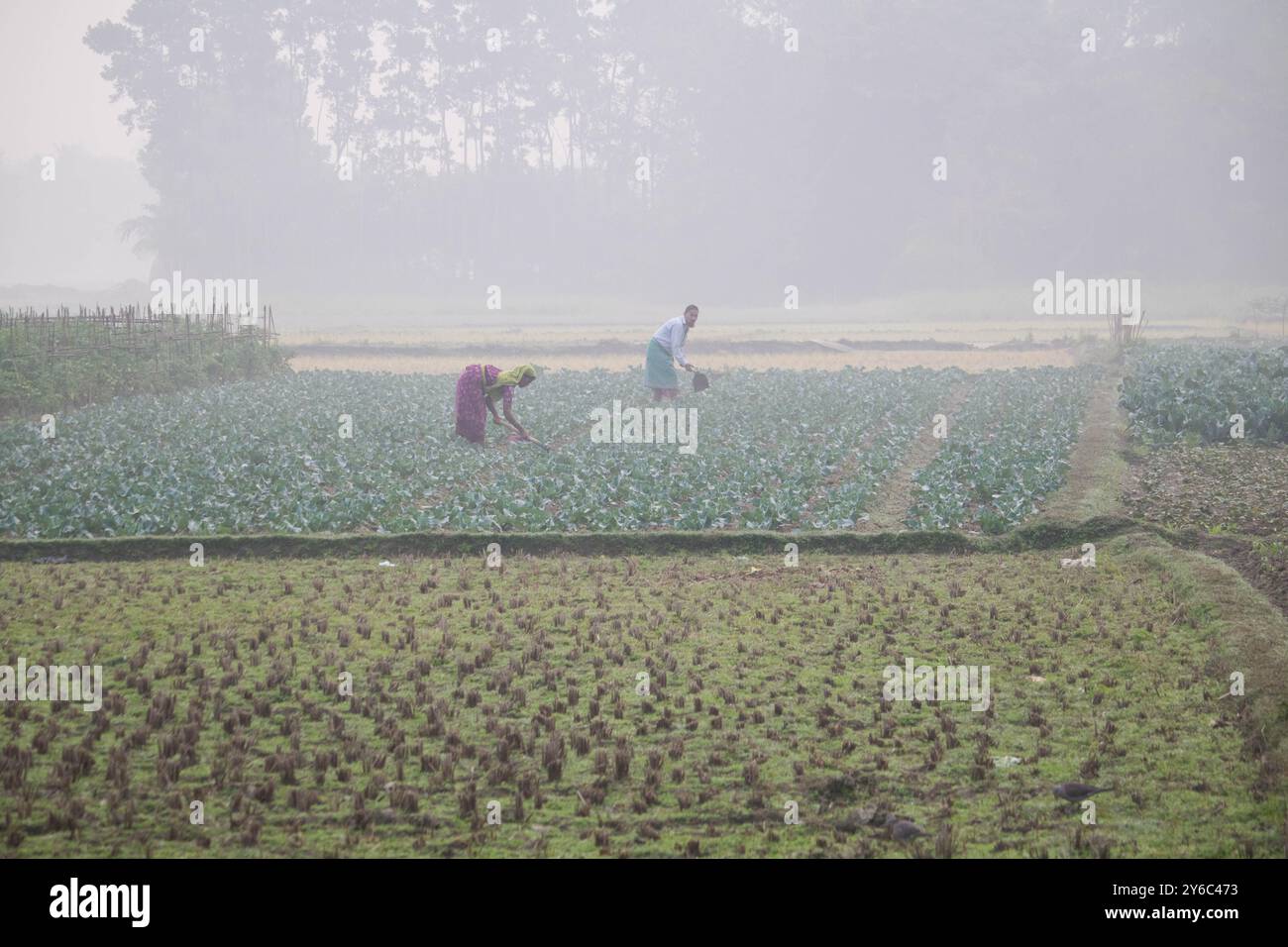 Debidwar, Bangladesh-6 février 2024 : chou-fleur biologique frais la plante de légumes crus du Bangladesh, exposée à la vente dans le cumilla du marché. Banque D'Images