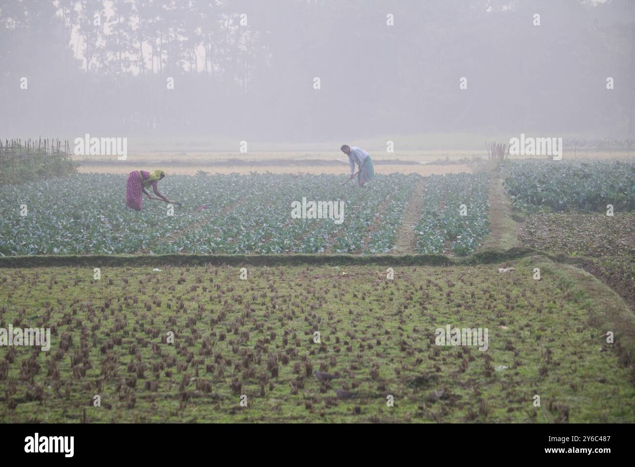 Debidwar, Bangladesh-6 février 2024 : chou-fleur biologique frais la plante de légumes crus du Bangladesh, exposée à la vente dans le cumilla du marché. Banque D'Images