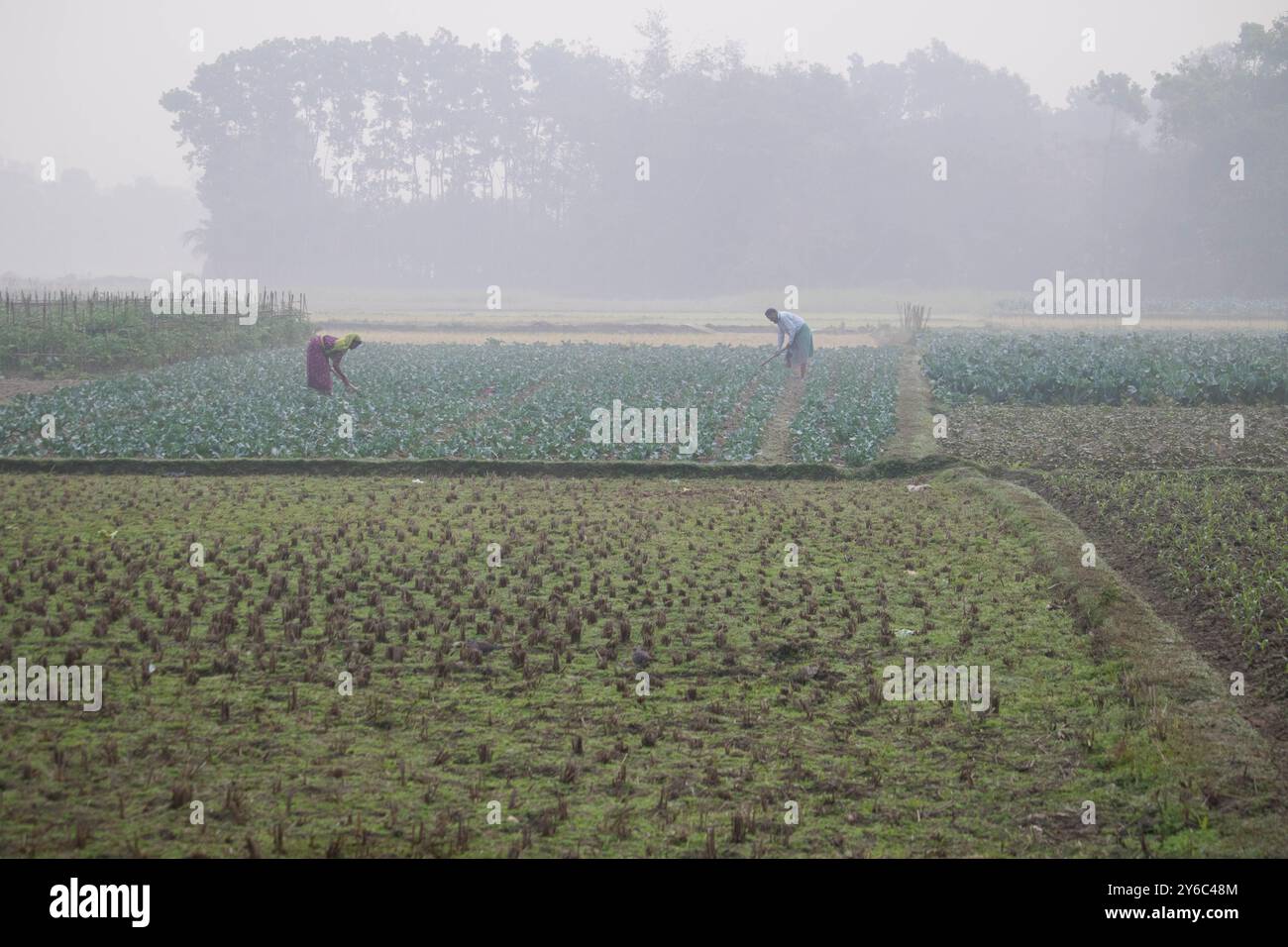Debidwar, Bangladesh-6 février 2024 : chou-fleur biologique frais la plante de légumes crus du Bangladesh, exposée à la vente dans le cumilla du marché. Banque D'Images