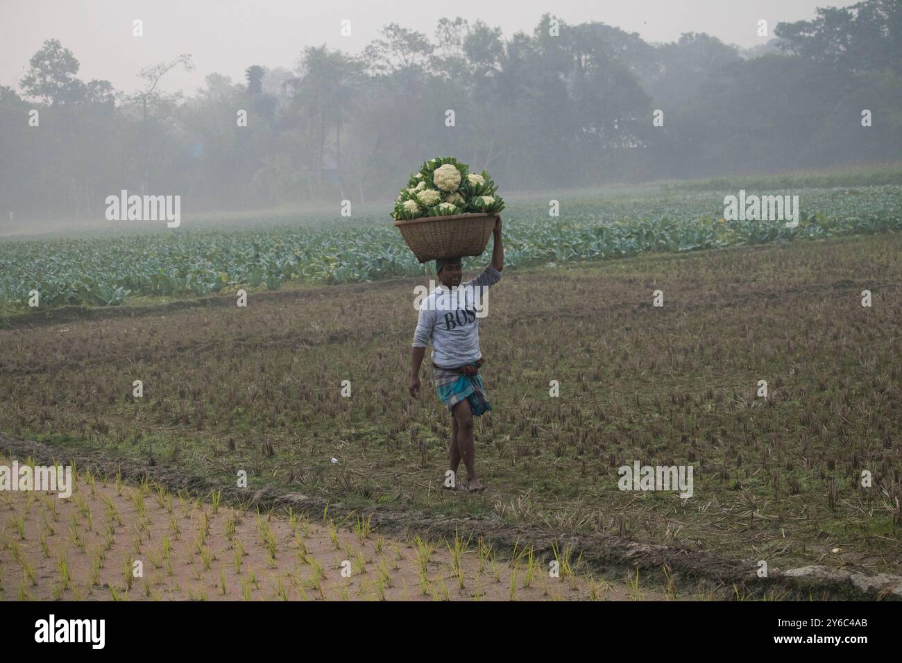 Debidwar, Bangladesh-6 février 2024 : chou-fleur biologique frais la plante de légumes crus du Bangladesh, exposée à la vente dans le cumilla du marché. Banque D'Images