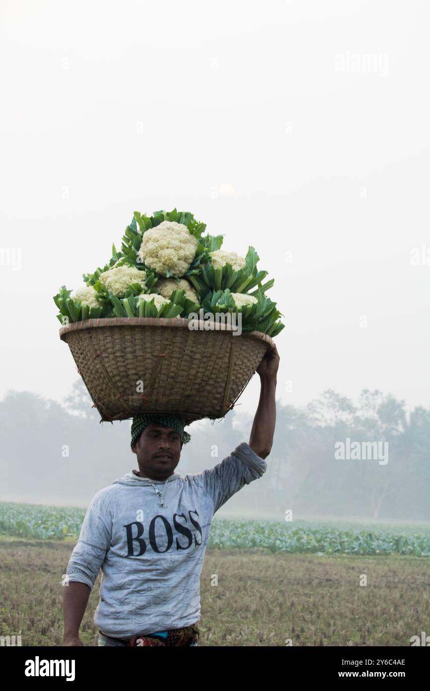 Debidwar, Bangladesh-6 février 2024 : chou-fleur biologique frais la plante de légumes crus du Bangladesh, exposée à la vente dans le cumilla du marché. Banque D'Images