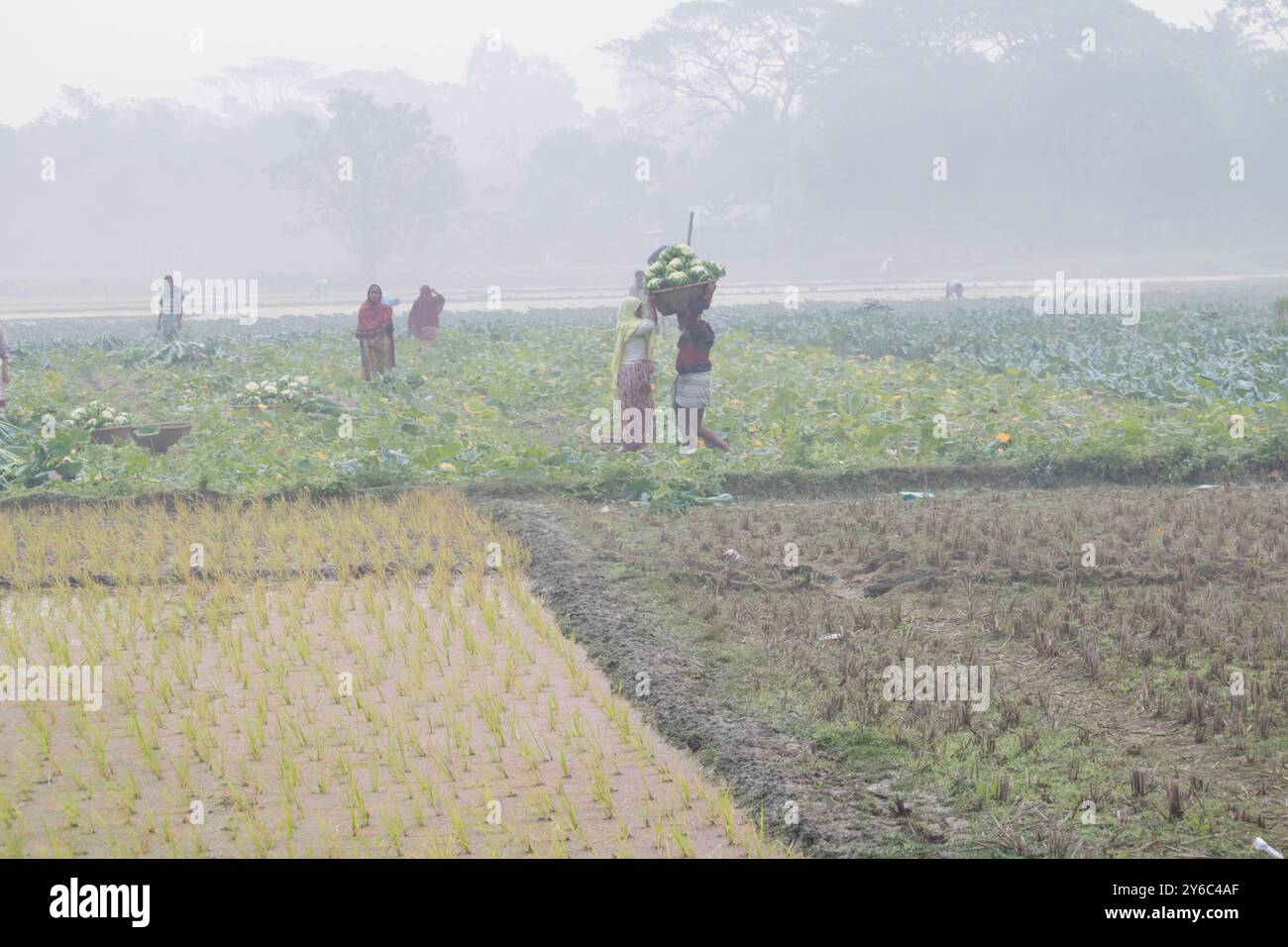 Debidwar, Bangladesh-6 février 2024 : chou-fleur biologique frais la plante de légumes crus du Bangladesh, exposée à la vente dans le cumilla du marché. Banque D'Images