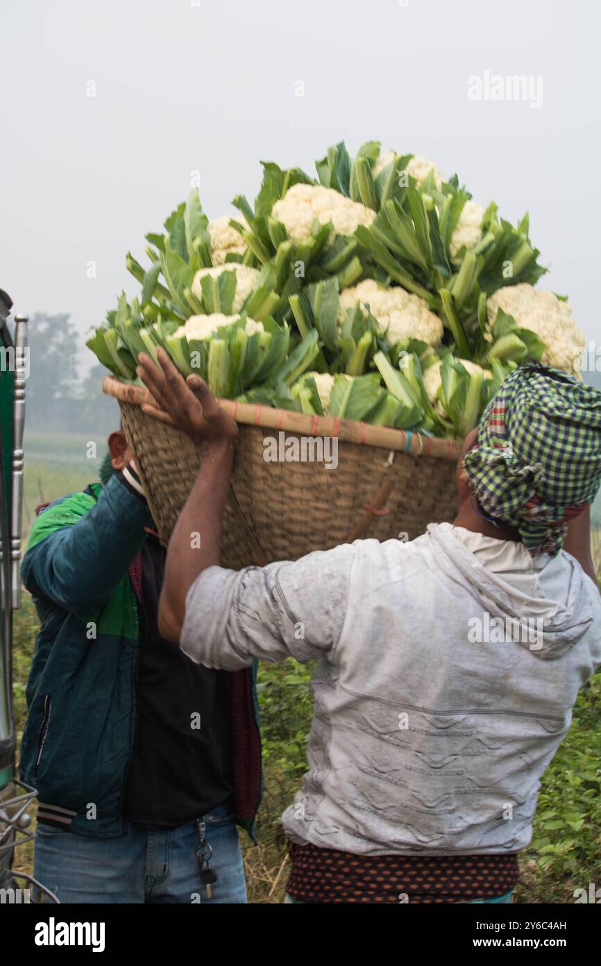 Debidwar, Bangladesh-6 février 2024 : chou-fleur biologique frais la plante de légumes crus du Bangladesh, exposée à la vente dans le cumilla du marché. Banque D'Images