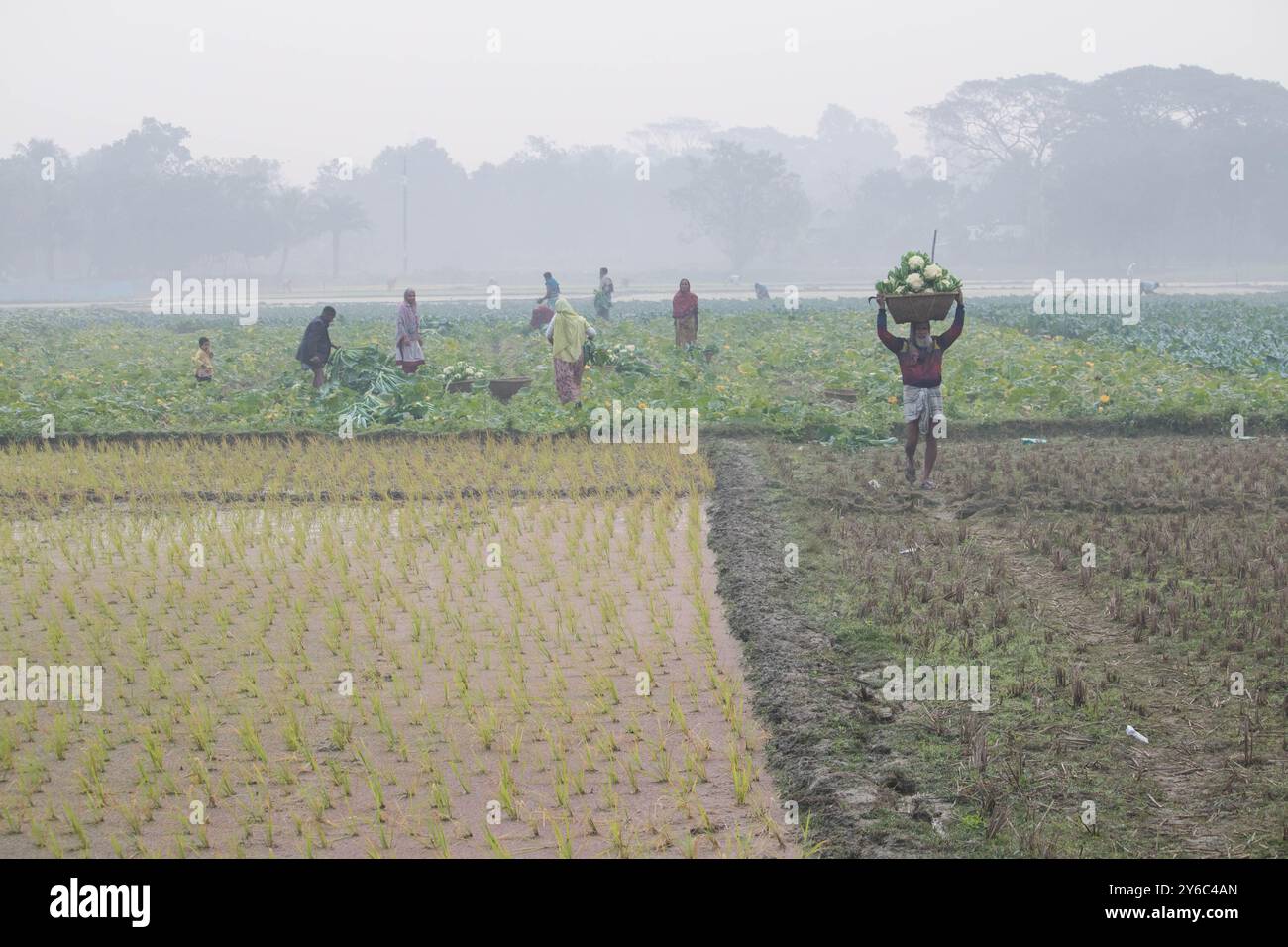 Debidwar, Bangladesh-6 février 2024 : chou-fleur biologique frais la plante de légumes crus du Bangladesh, exposée à la vente dans le cumilla du marché. Banque D'Images