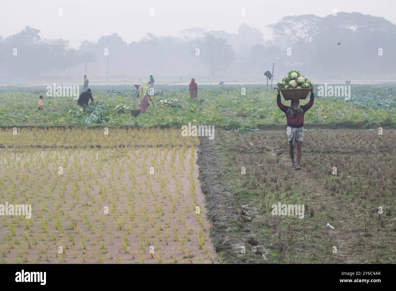 Debidwar, Bangladesh-6 février 2024 : chou-fleur biologique frais la plante de légumes crus du Bangladesh, exposée à la vente dans le cumilla du marché. Banque D'Images
