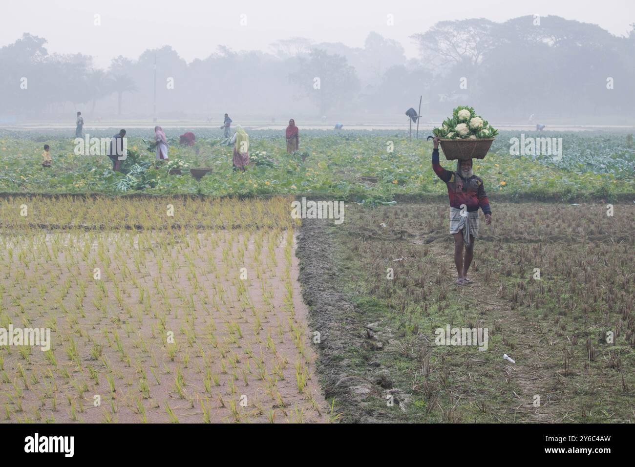 Debidwar, Bangladesh-6 février 2024 : chou-fleur biologique frais la plante de légumes crus du Bangladesh, exposée à la vente dans le cumilla du marché. Banque D'Images