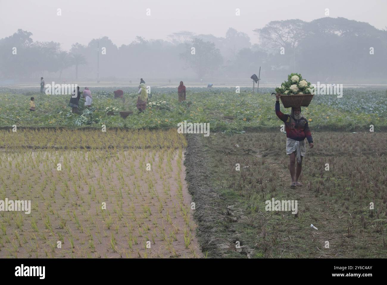 Debidwar, Bangladesh-6 février 2024 : chou-fleur biologique frais la plante de légumes crus du Bangladesh, exposée à la vente dans le cumilla du marché. Banque D'Images
