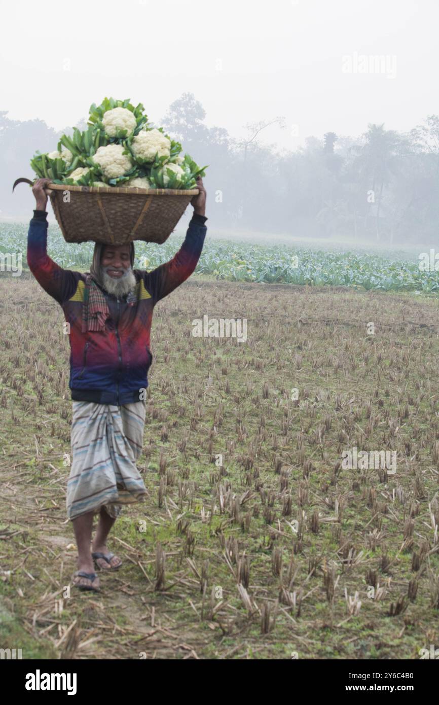 Debidwar, Bangladesh-6 février 2024 : chou-fleur biologique frais la plante de légumes crus du Bangladesh, exposée à la vente dans le cumilla du marché. Banque D'Images