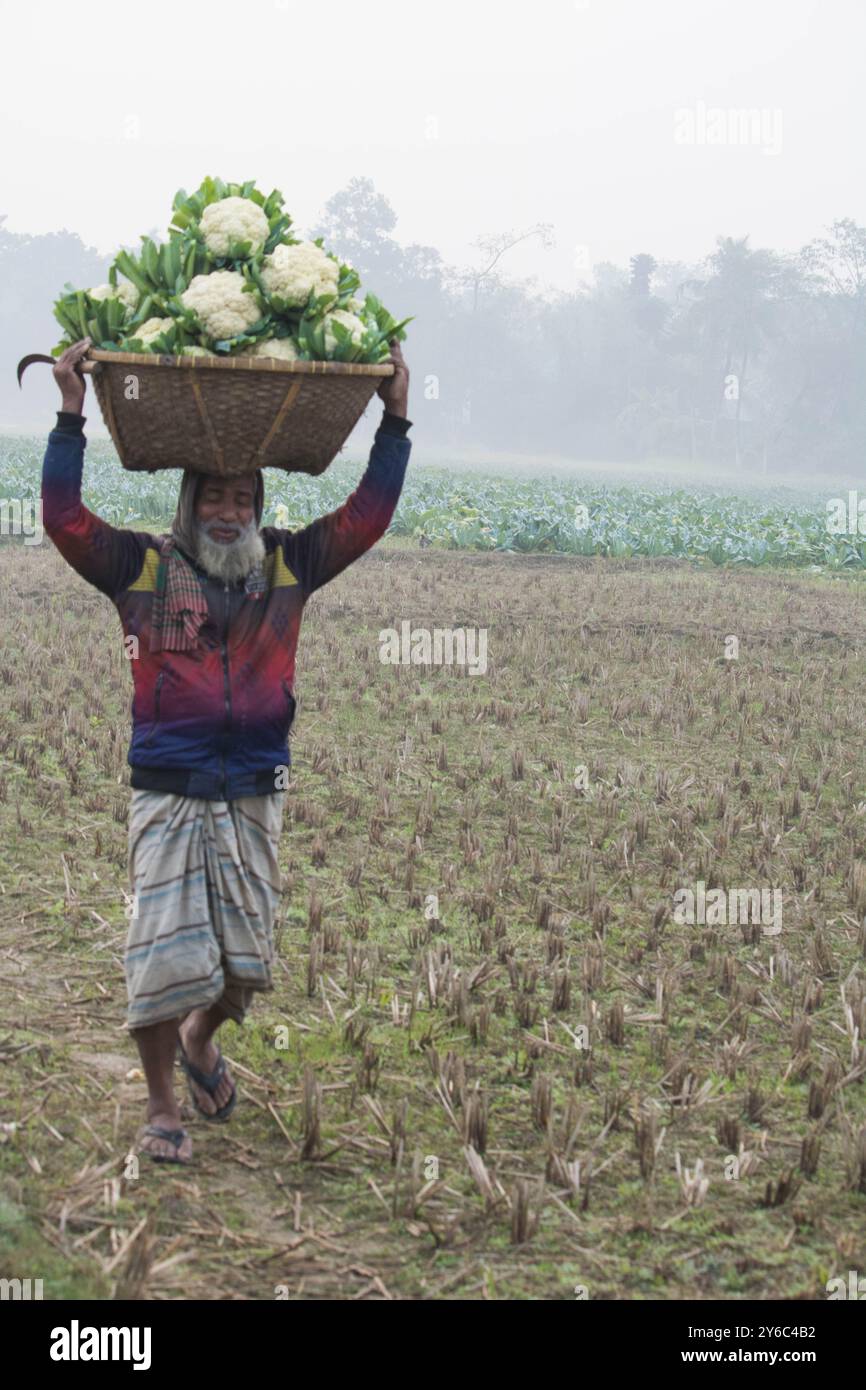 Debidwar, Bangladesh-6 février 2024 : chou-fleur biologique frais la plante de légumes crus du Bangladesh, exposée à la vente dans le cumilla du marché. Banque D'Images