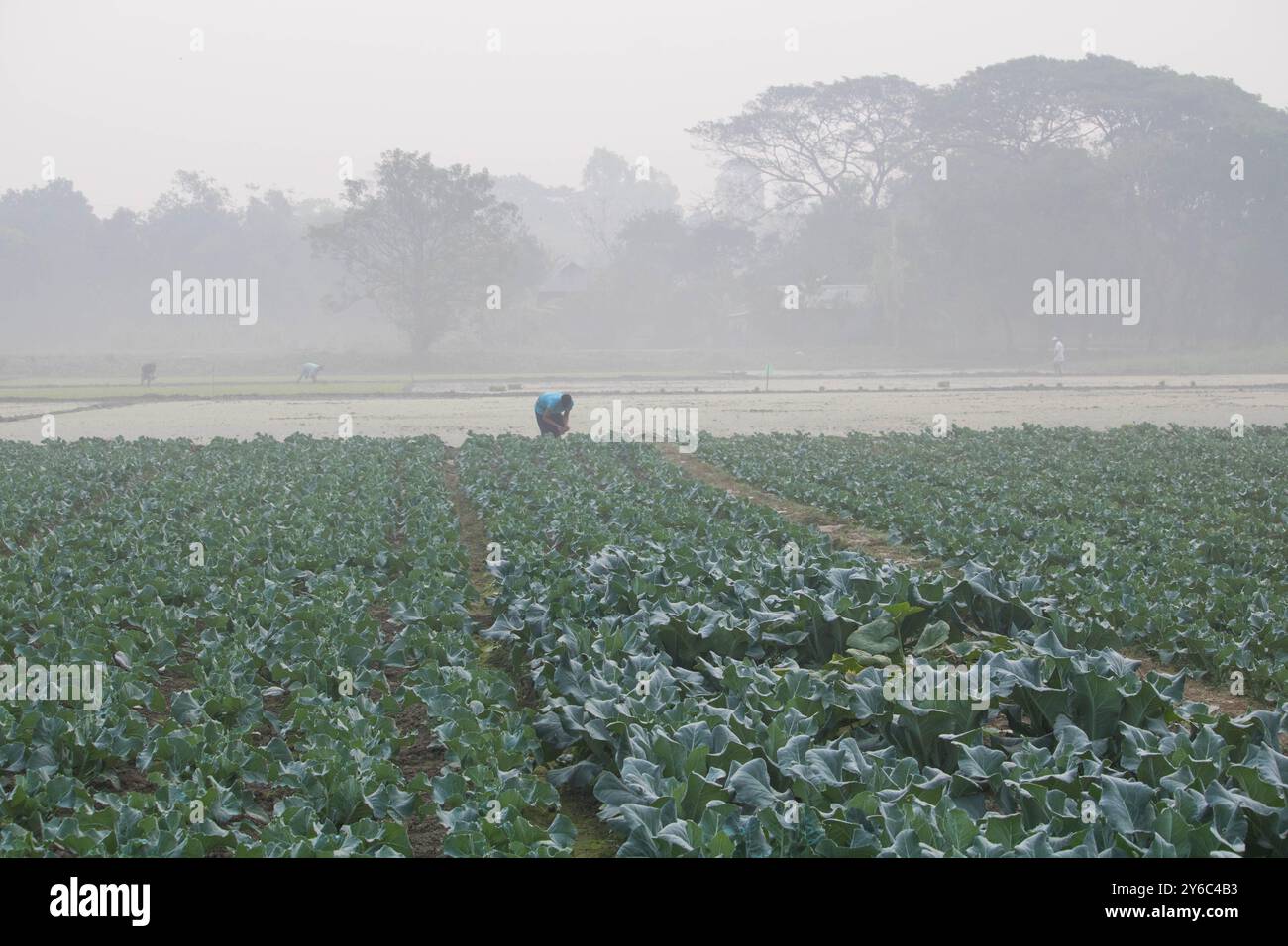 Debidwar, Bangladesh-6 février 2024 : chou-fleur biologique frais la plante de légumes crus du Bangladesh, exposée à la vente dans le cumilla du marché. Banque D'Images