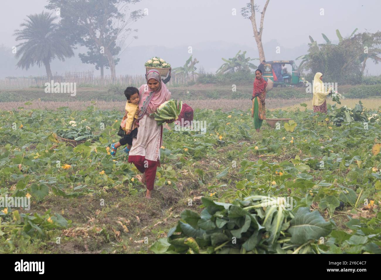Debidwar, Bangladesh-6 février 2024 : chou-fleur biologique frais la plante de légumes crus du Bangladesh, exposée à la vente dans le cumilla du marché. Banque D'Images