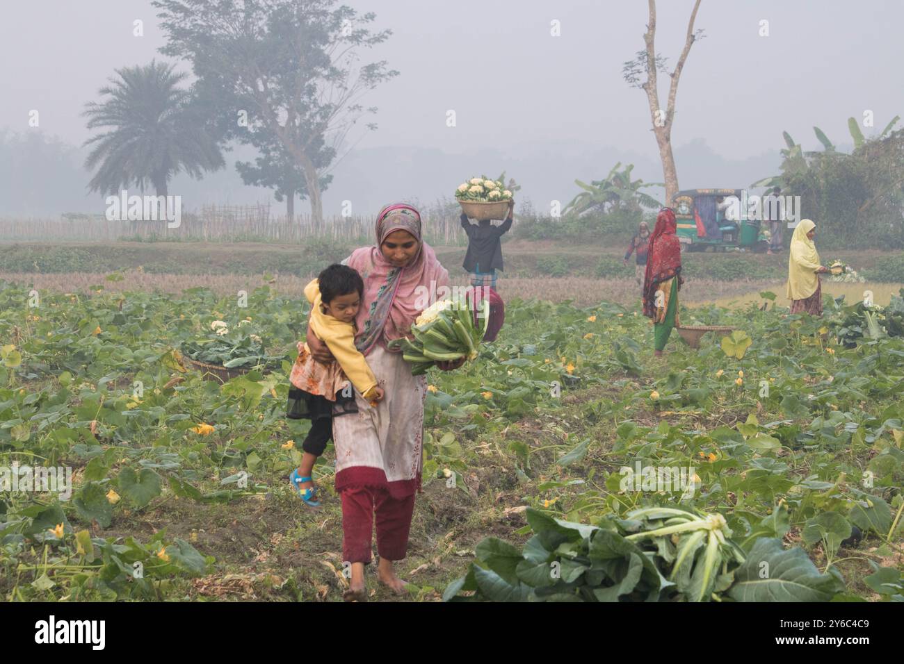 Debidwar, Bangladesh-6 février 2024 : chou-fleur biologique frais la plante de légumes crus du Bangladesh, exposée à la vente dans le cumilla du marché. Banque D'Images