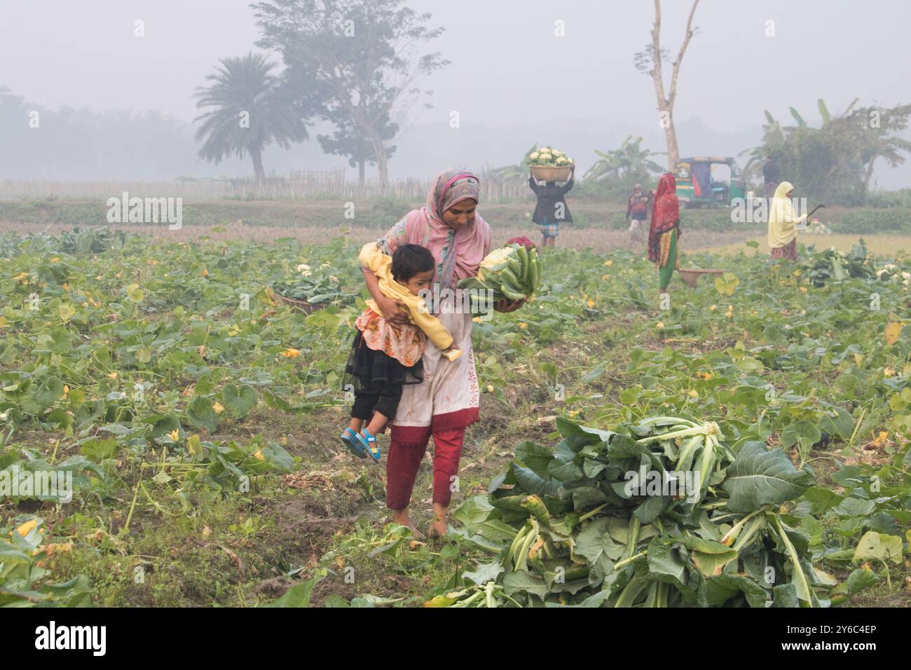Debidwar, Bangladesh-6 février 2024 : chou-fleur biologique frais la plante de légumes crus du Bangladesh, exposée à la vente dans le cumilla du marché. Banque D'Images
