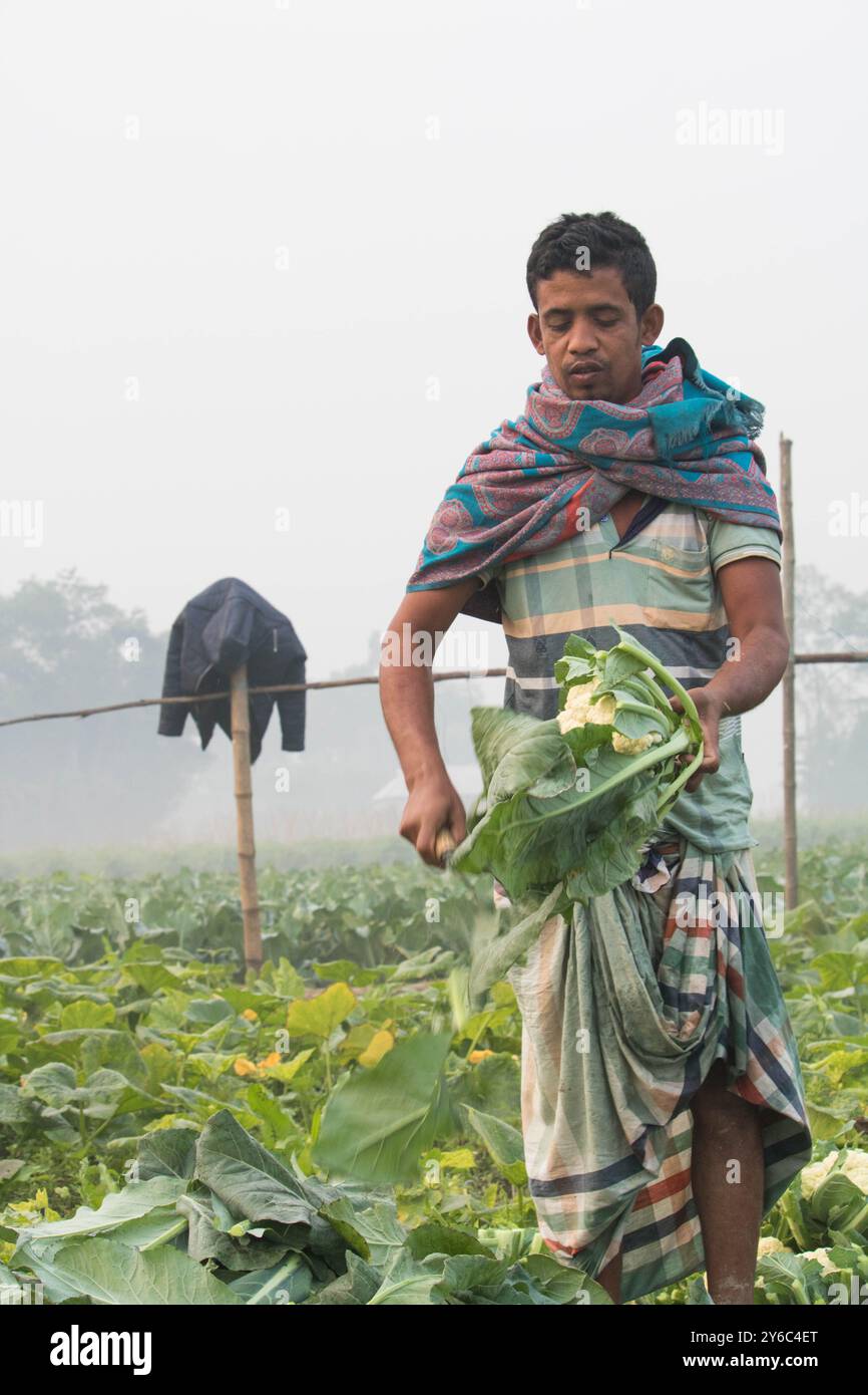 Debidwar, Bangladesh-6 février 2024 : chou-fleur biologique frais la plante de légumes crus du Bangladesh, exposée à la vente dans le cumilla du marché. Banque D'Images