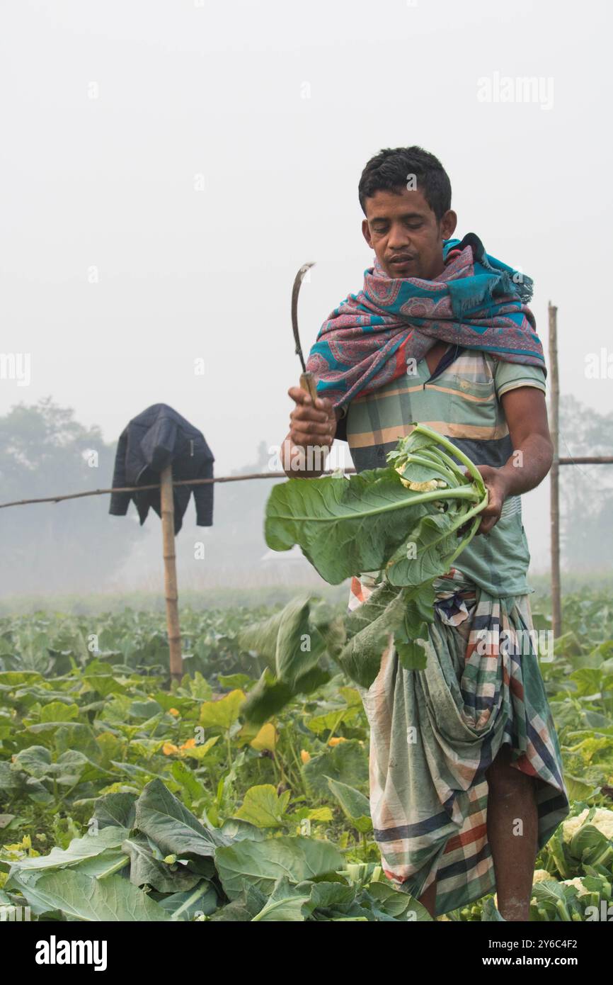Debidwar, Bangladesh-6 février 2024 : chou-fleur biologique frais la plante de légumes crus du Bangladesh, exposée à la vente dans le cumilla du marché. Banque D'Images