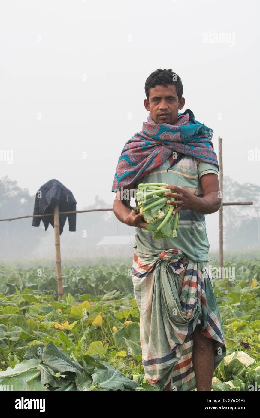 Debidwar, Bangladesh-6 février 2024 : chou-fleur biologique frais la plante de légumes crus du Bangladesh, exposée à la vente dans le cumilla du marché. Banque D'Images
