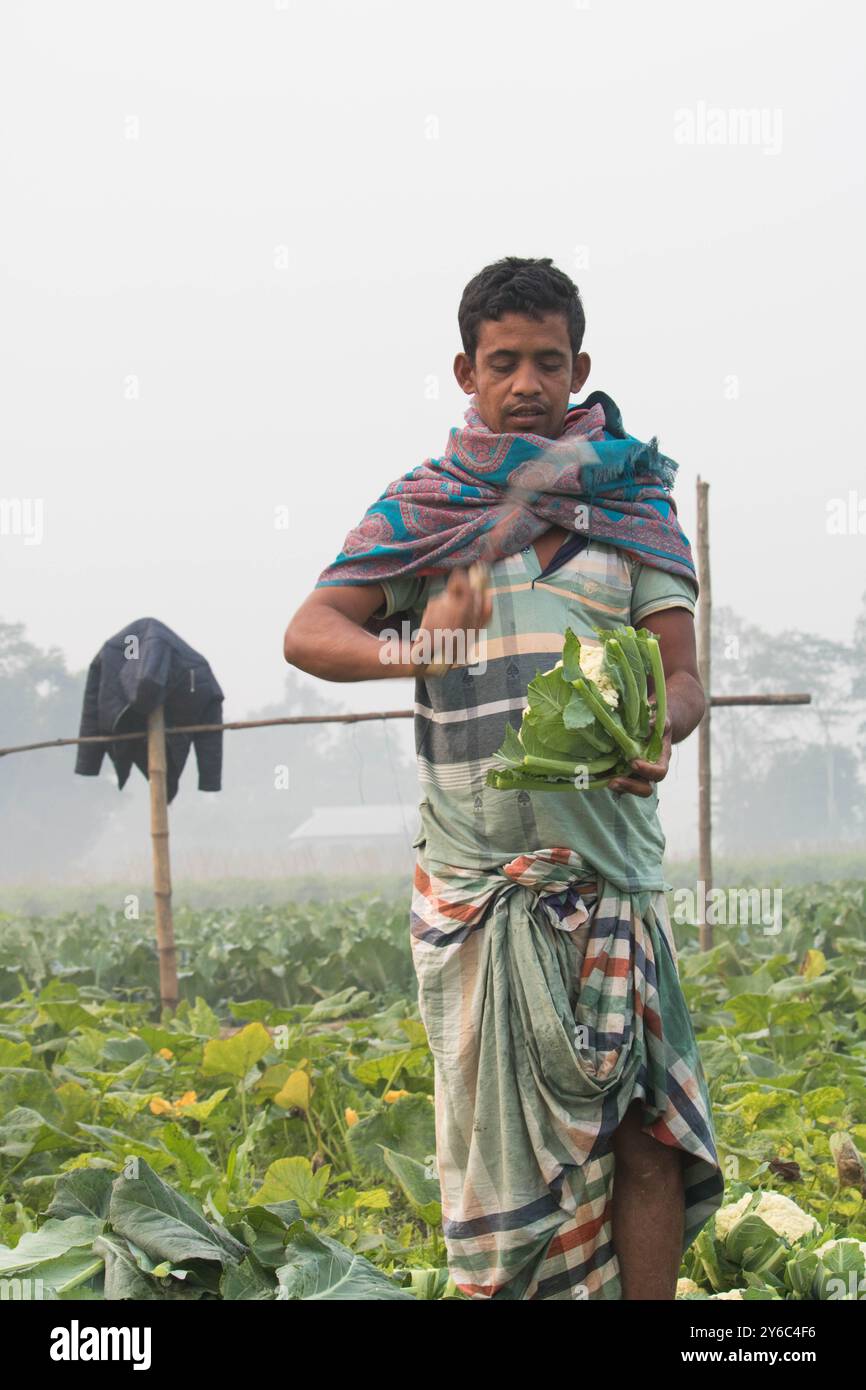 Debidwar, Bangladesh-6 février 2024 : chou-fleur biologique frais la plante de légumes crus du Bangladesh, exposée à la vente dans le cumilla du marché. Banque D'Images