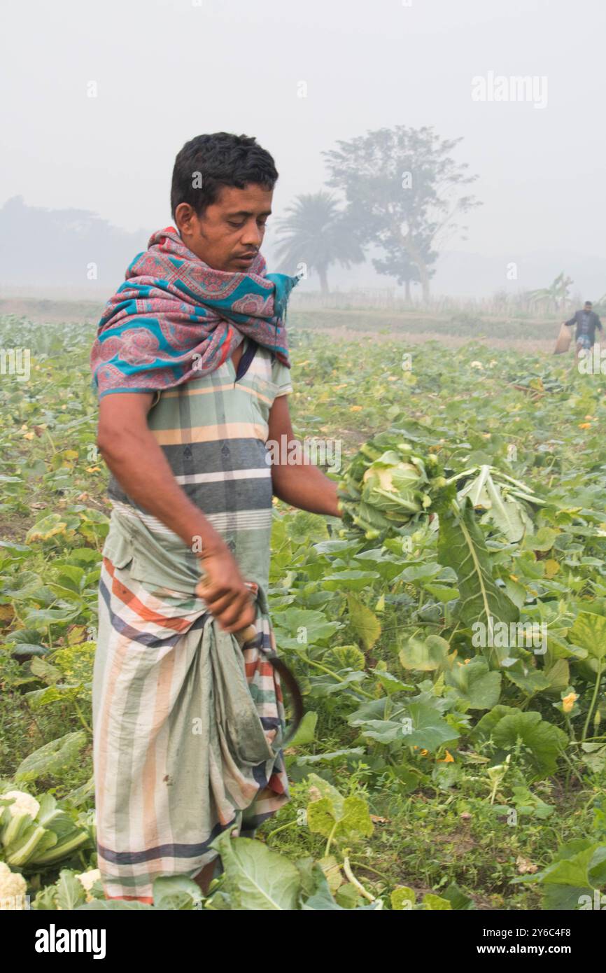 Debidwar, Bangladesh-6 février 2024 : chou-fleur biologique frais la plante de légumes crus du Bangladesh, exposée à la vente dans le cumilla du marché. Banque D'Images
