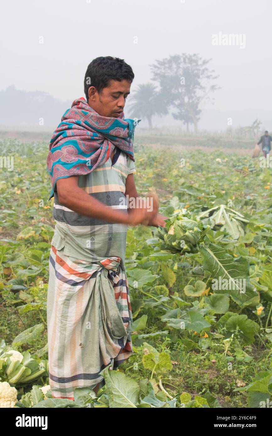 Debidwar, Bangladesh-6 février 2024 : chou-fleur biologique frais la plante de légumes crus du Bangladesh, exposée à la vente dans le cumilla du marché. Banque D'Images