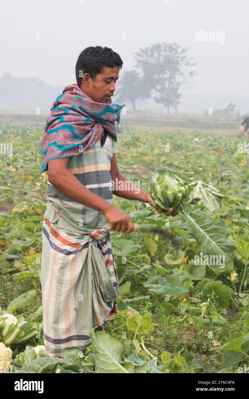Debidwar, Bangladesh-6 février 2024 : chou-fleur biologique frais la plante de légumes crus du Bangladesh, exposée à la vente dans le cumilla du marché. Banque D'Images
