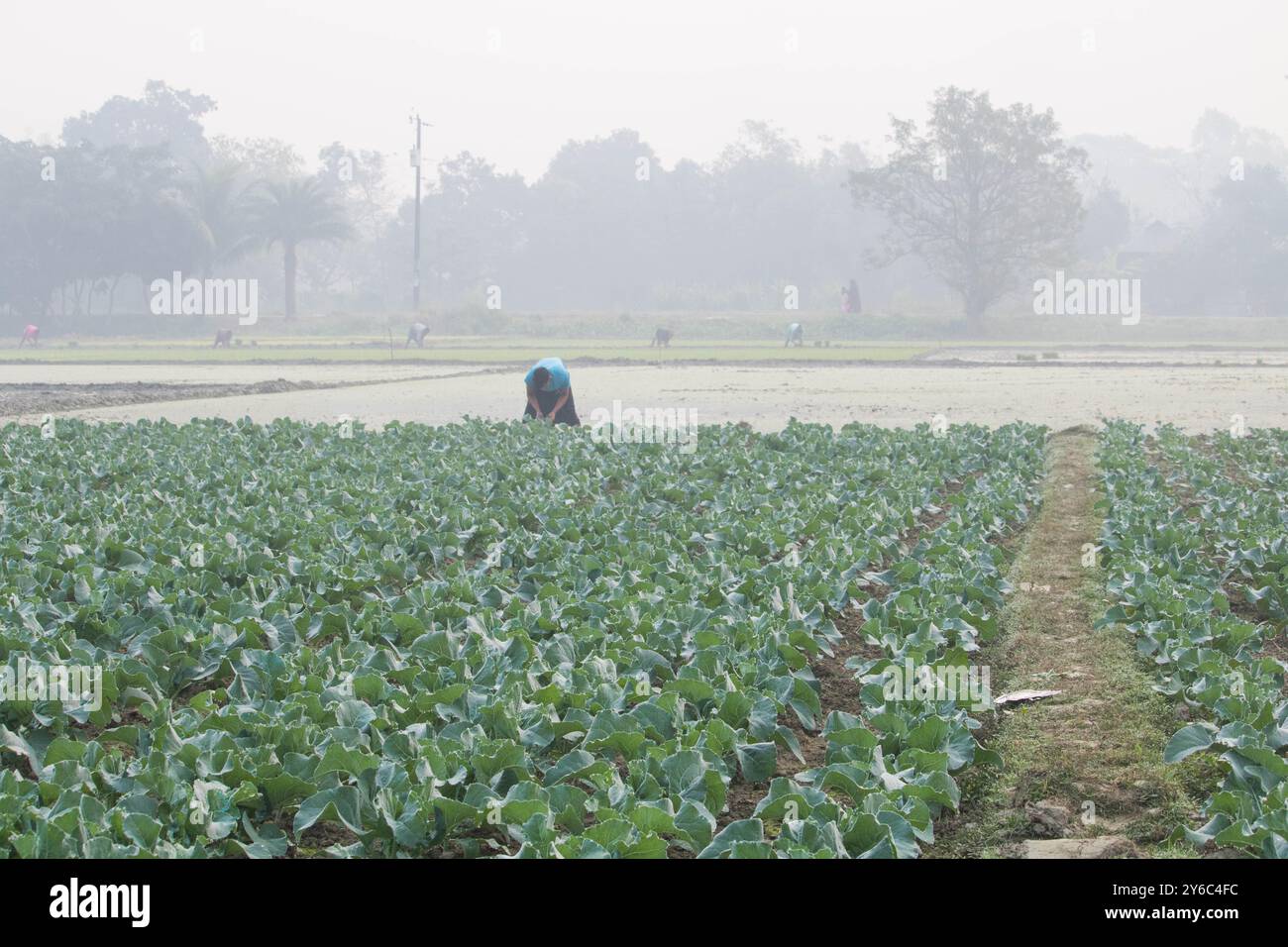 Debidwar, Bangladesh-6 février 2024 : chou-fleur biologique frais la plante de légumes crus du Bangladesh, exposée à la vente dans le cumilla du marché. Banque D'Images