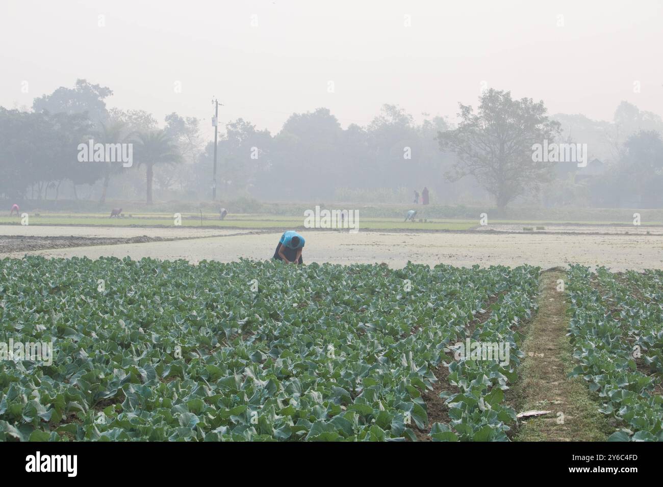 Debidwar, Bangladesh-6 février 2024 : chou-fleur biologique frais la plante de légumes crus du Bangladesh, exposée à la vente dans le cumilla du marché. Banque D'Images