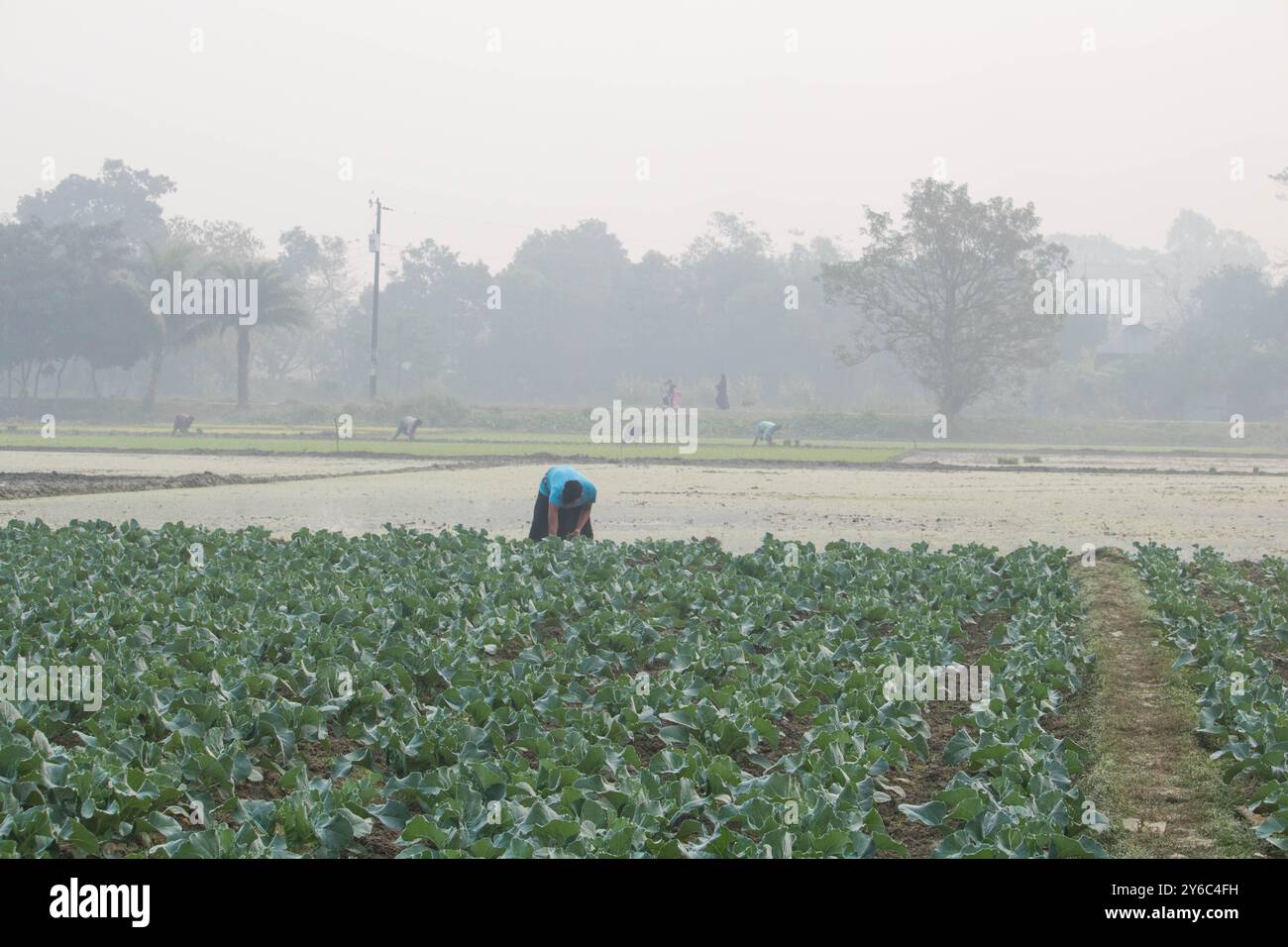 Debidwar, Bangladesh-6 février 2024 : chou-fleur biologique frais la plante de légumes crus du Bangladesh, exposée à la vente dans le cumilla du marché. Banque D'Images