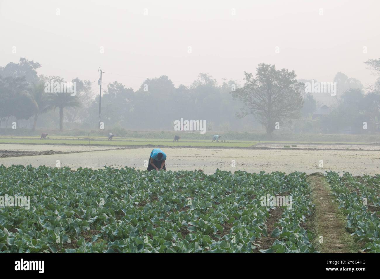 Debidwar, Bangladesh-6 février 2024 : chou-fleur biologique frais la plante de légumes crus du Bangladesh, exposée à la vente dans le cumilla du marché. Banque D'Images