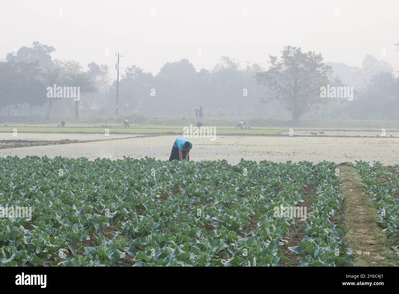 Debidwar, Bangladesh-6 février 2024 : chou-fleur biologique frais la plante de légumes crus du Bangladesh, exposée à la vente dans le cumilla du marché. Banque D'Images