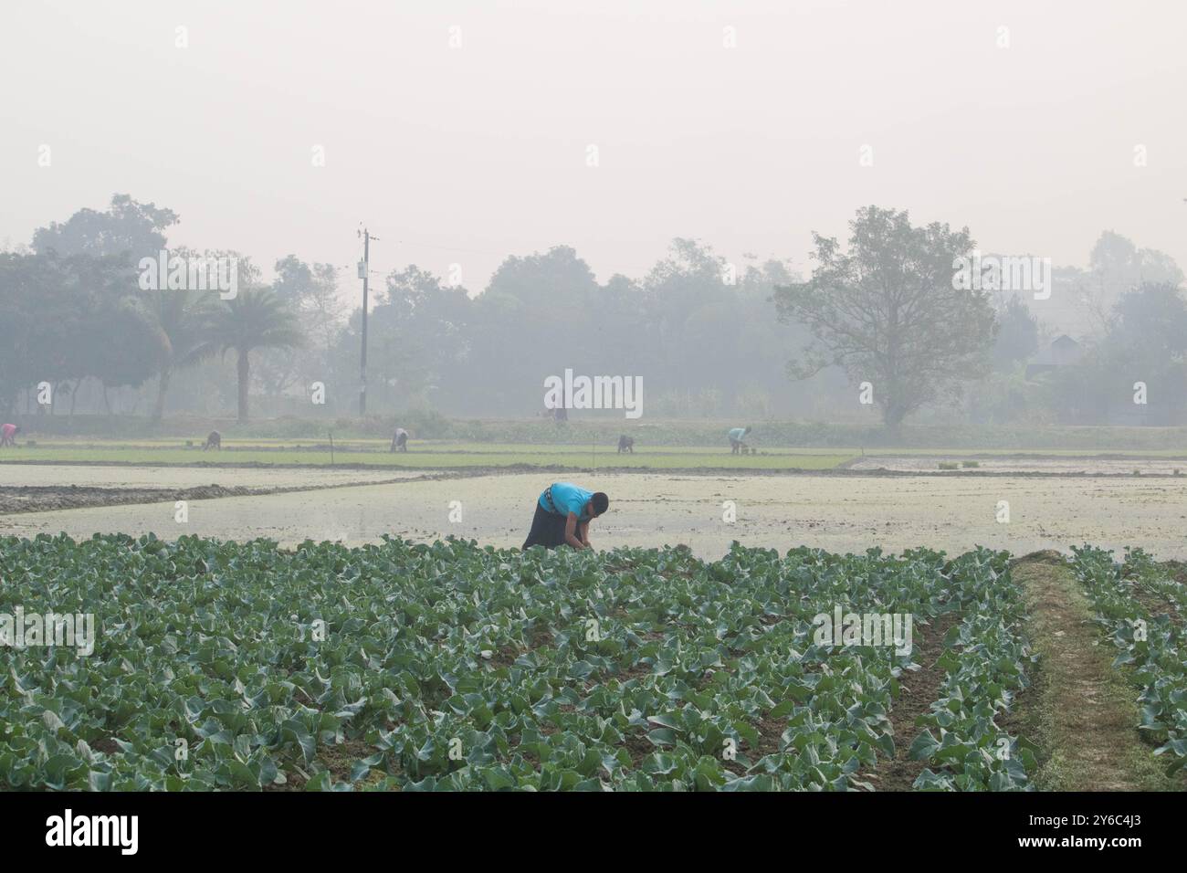 Debidwar, Bangladesh-6 février 2024 : chou-fleur biologique frais la plante de légumes crus du Bangladesh, exposée à la vente dans le cumilla du marché. Banque D'Images
