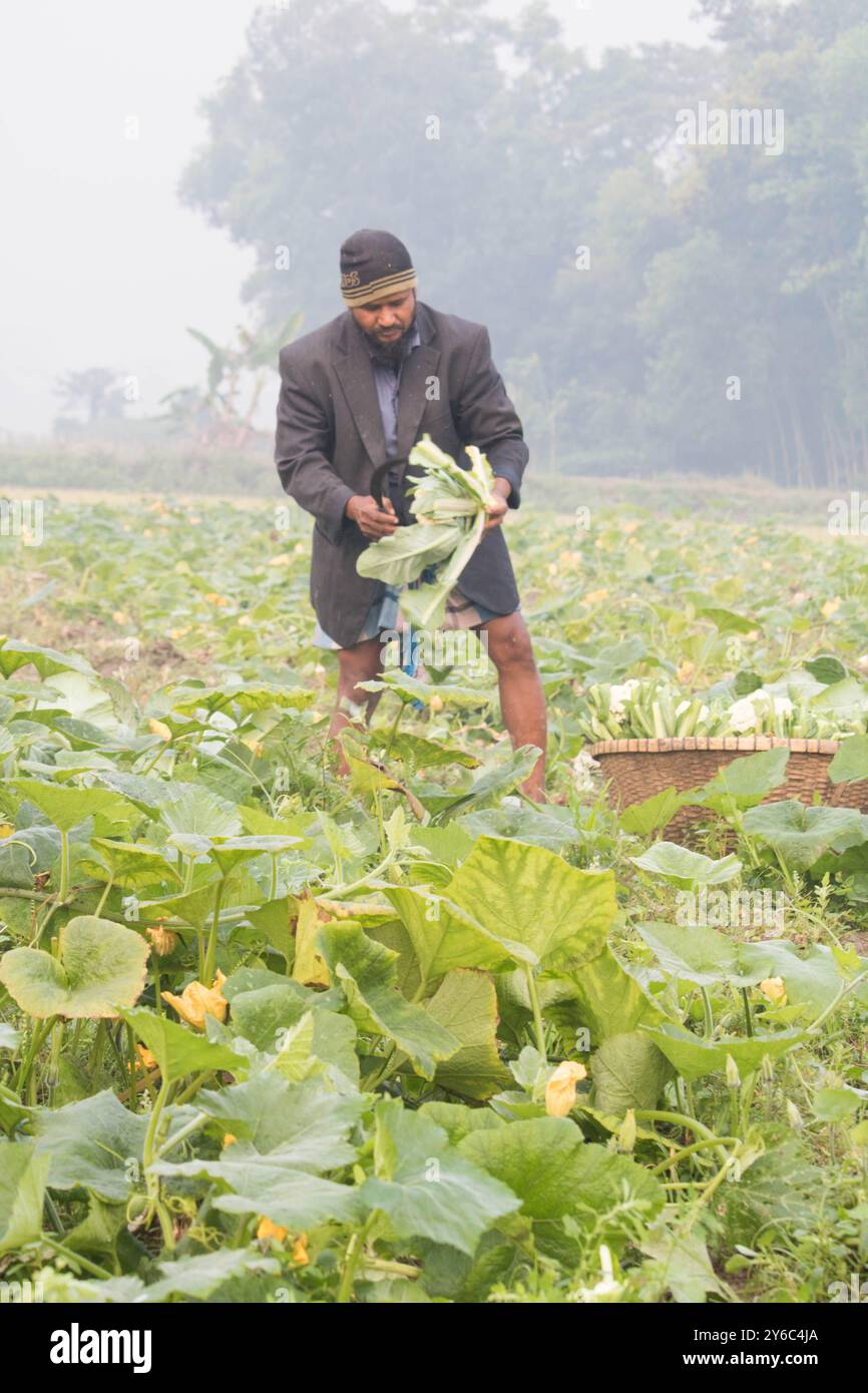 Debidwar, Bangladesh-6 février 2024 : chou-fleur biologique frais la plante de légumes crus du Bangladesh, exposée à la vente dans le cumilla du marché. Banque D'Images
