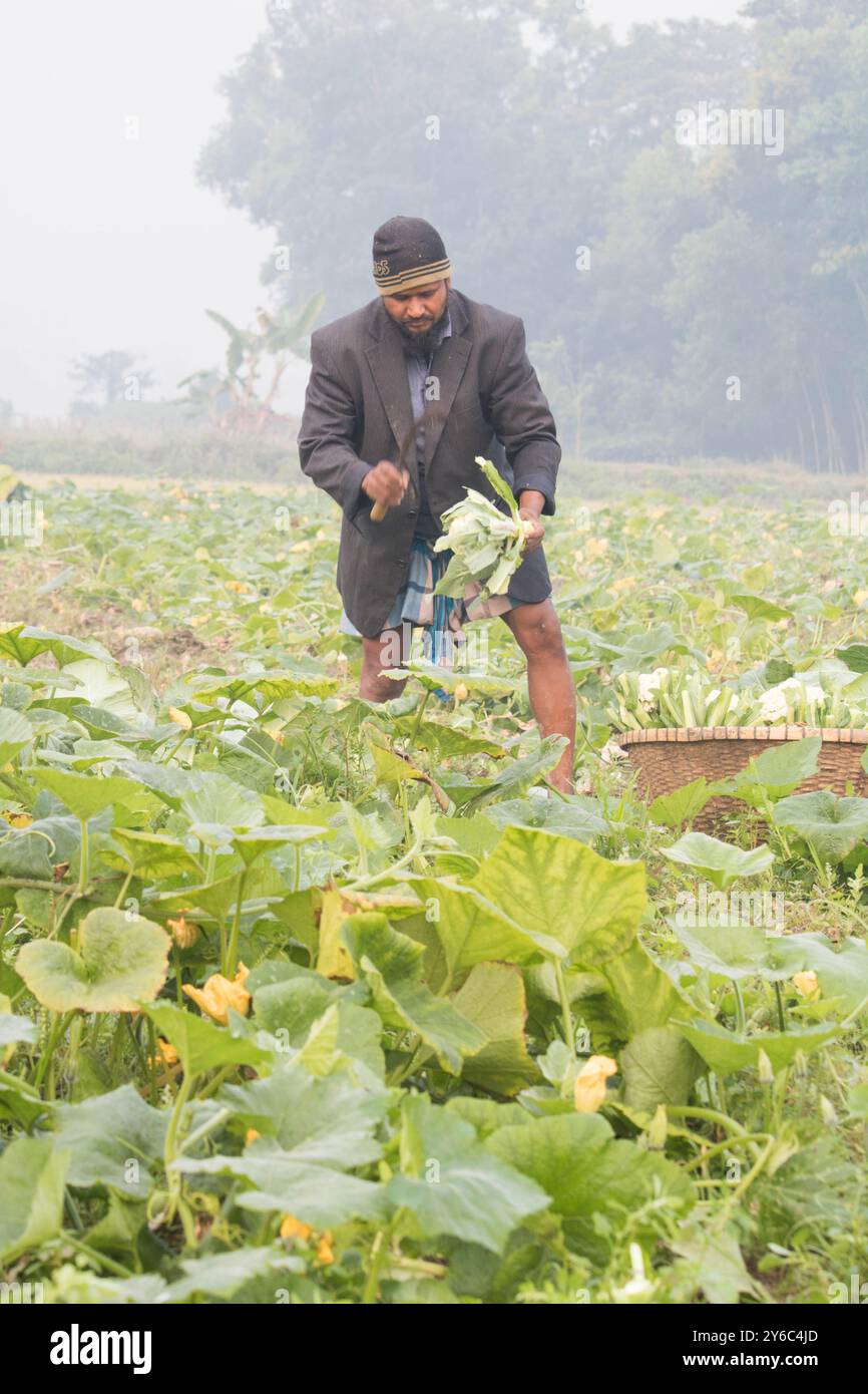 Debidwar, Bangladesh-6 février 2024 : chou-fleur biologique frais la plante de légumes crus du Bangladesh, exposée à la vente dans le cumilla du marché. Banque D'Images