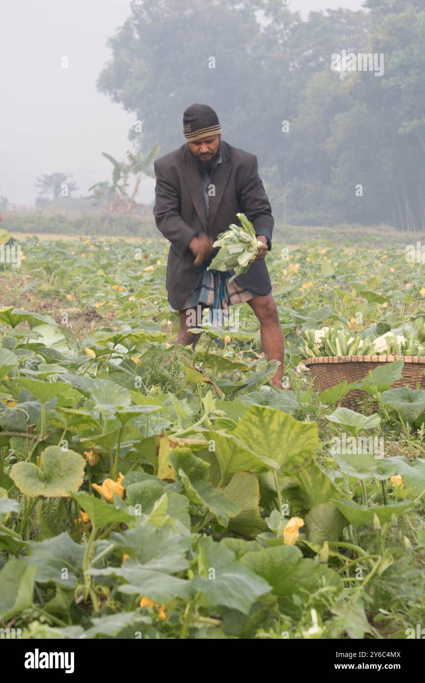 Debidwar, Bangladesh-6 février 2024 : chou-fleur biologique frais la plante de légumes crus du Bangladesh, exposée à la vente dans le cumilla du marché. Banque D'Images