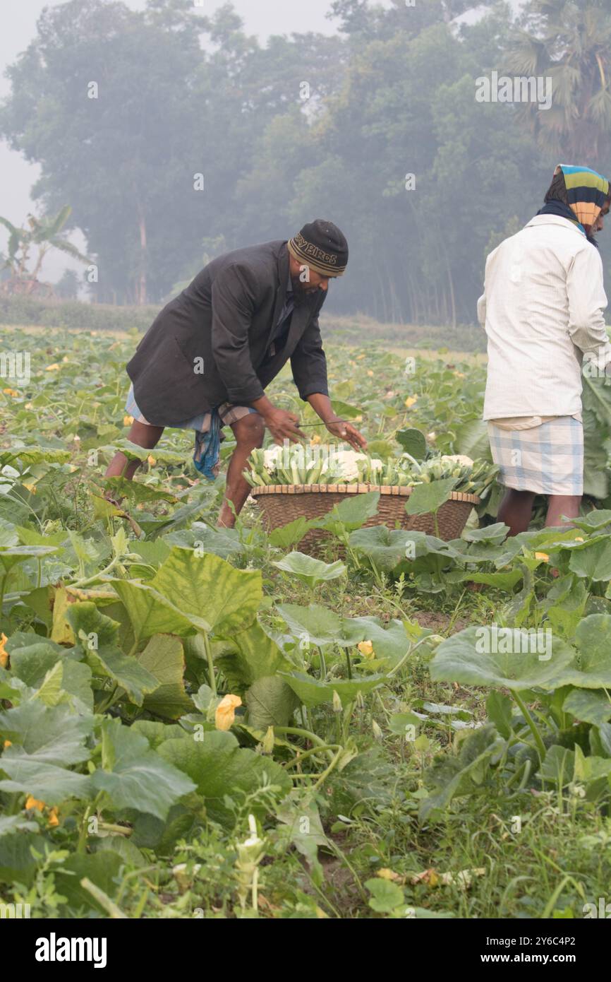 Debidwar, Bangladesh-6 février 2024 : chou-fleur biologique frais la plante de légumes crus du Bangladesh, exposée à la vente dans le cumilla du marché. Banque D'Images