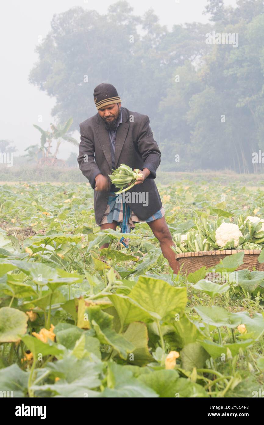 Debidwar, Bangladesh-6 février 2024 : chou-fleur biologique frais la plante de légumes crus du Bangladesh, exposée à la vente dans le cumilla du marché. Banque D'Images
