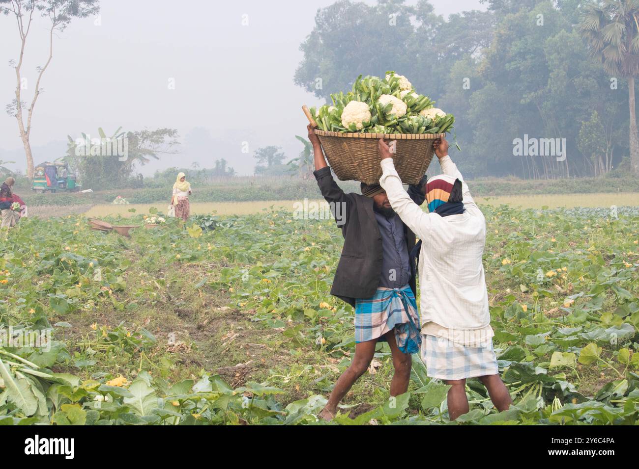 Debidwar, Bangladesh-6 février 2024 : chou-fleur biologique frais la plante de légumes crus du Bangladesh, exposée à la vente dans le cumilla du marché. Banque D'Images