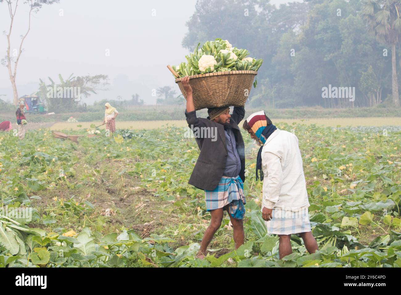 Debidwar, Bangladesh-6 février 2024 : chou-fleur biologique frais la plante de légumes crus du Bangladesh, exposée à la vente dans le cumilla du marché. Banque D'Images