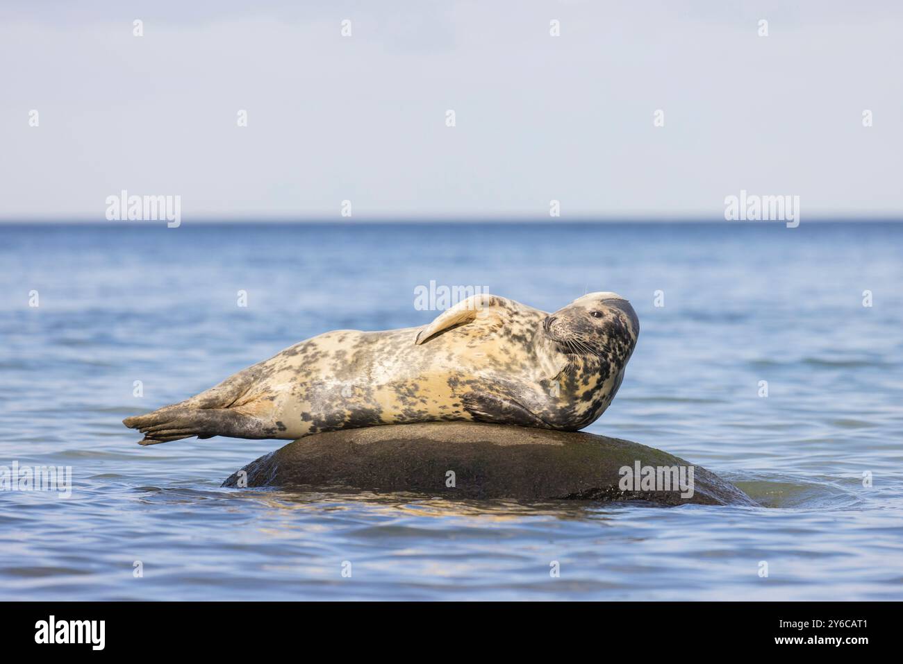 Phoque gris (Halichoerus grypus) reposant sur un rocher dans la mer Baltique. Allemagne Banque D'Images