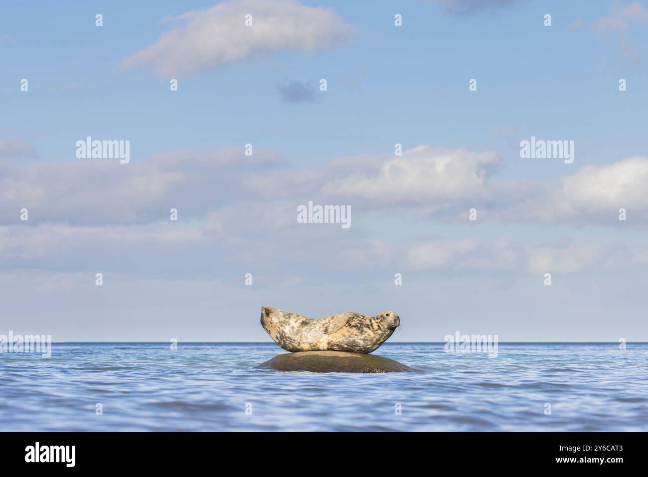 Phoque gris (Halichoerus grypus) reposant sur un rocher dans la mer Baltique. Allemagne Banque D'Images