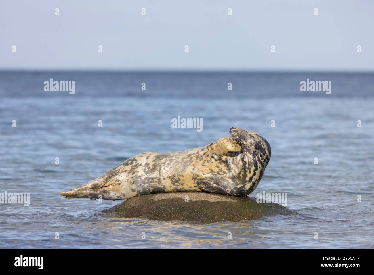 Phoque gris (Halichoerus grypus) reposant sur un rocher dans la mer Baltique. Allemagne Banque D'Images