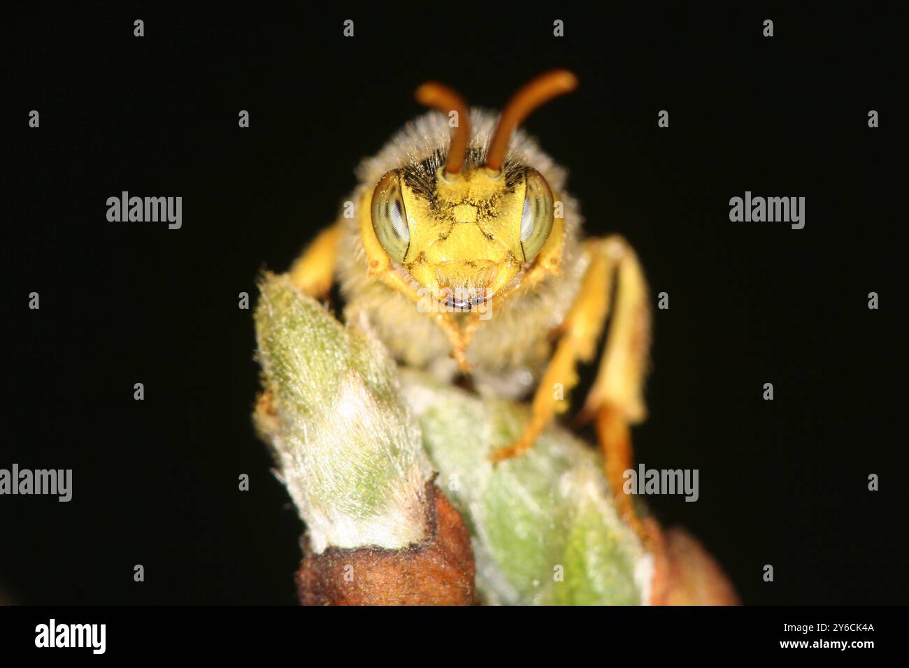 Nomade de Lathbury (Nomada lathburiana). Un mâle sur un bourgeon de saule (Salix sp.) dans une fosse de sable. Colonies voisines d'abeilles de sable (Andrena cineraria) sur lesquelles il parasite comme une abeille coucou. Allemagne Banque D'Images