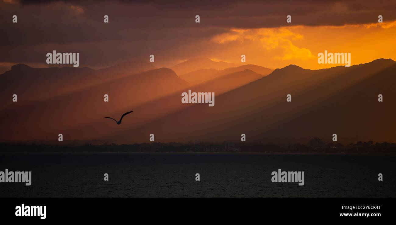 Mouette survolant la mer en contre-jour. Au coucher du soleil avec des montagnes sur fond Banque D'Images