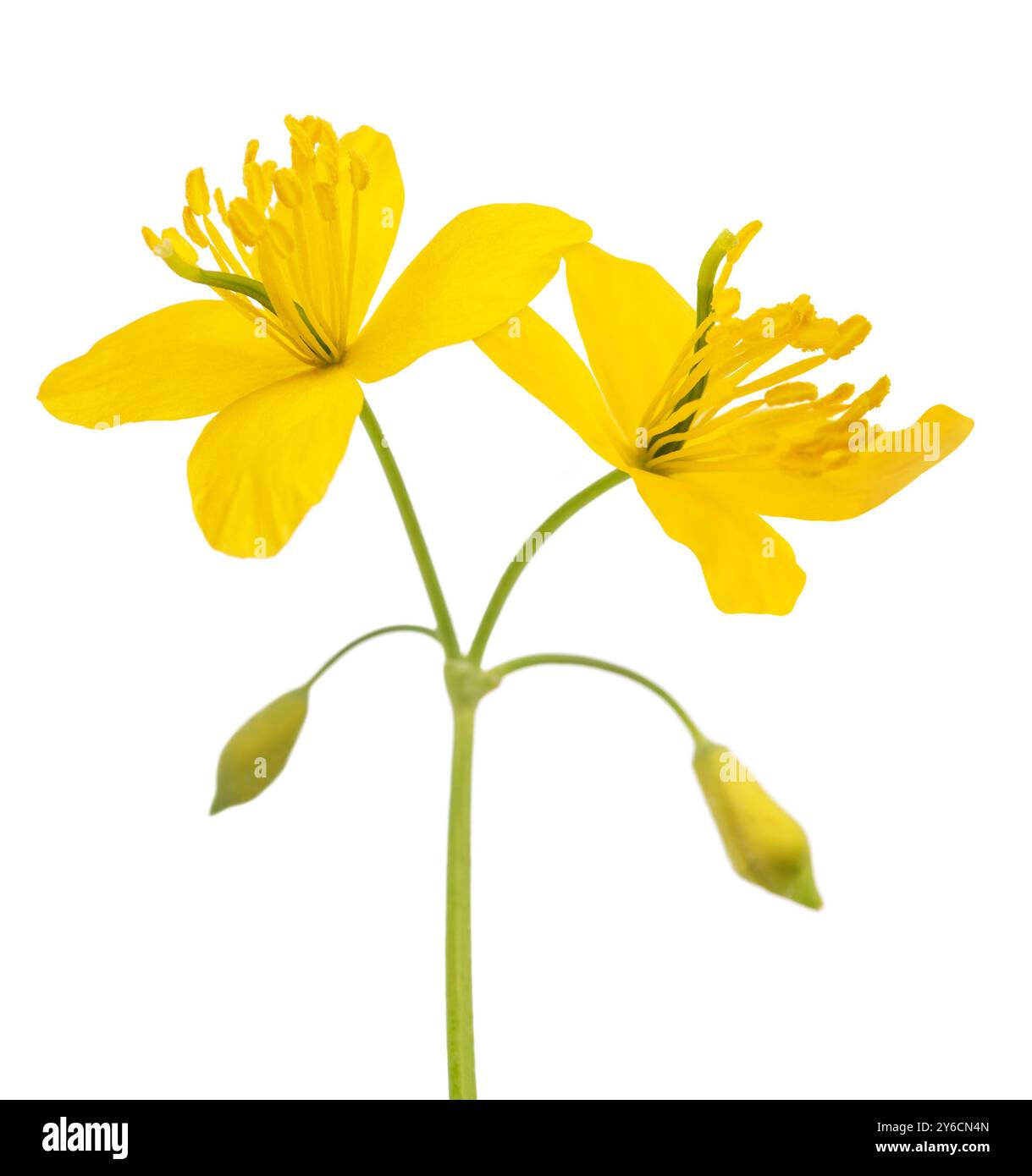 Fleurs celandines isolées sur fond blanc Banque D'Images